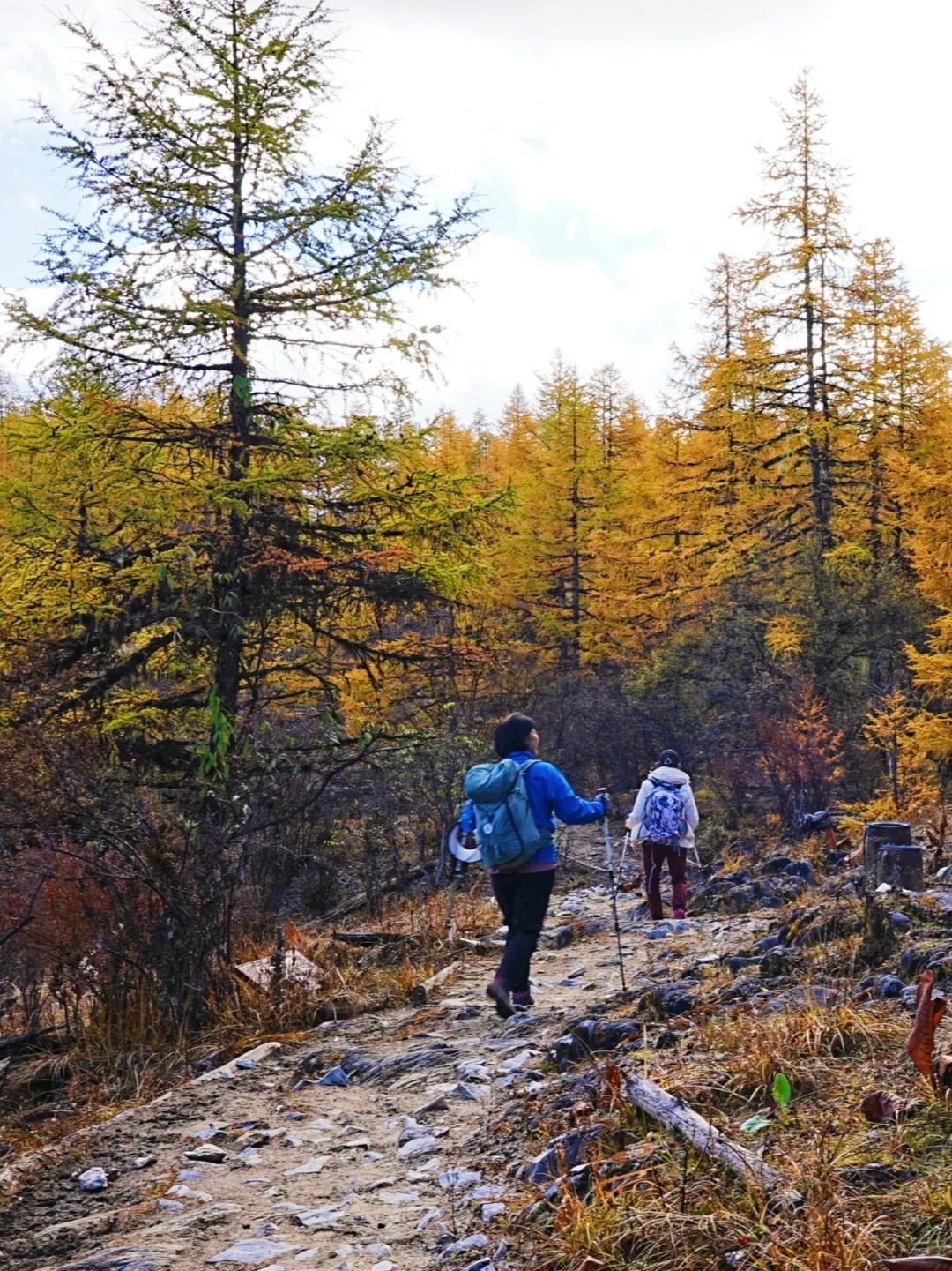 香格里拉尼汝秘境徒步_6_飞阅山河_云南-香格里拉-来自52tours 我爱旅游网